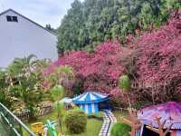 FORMOSAN ABORIGINAL CULTURE VILLAGE: TAIWAN’S CHERRY BLOSSOM FESTIVAL WONDERLAND 🌸🎡✨