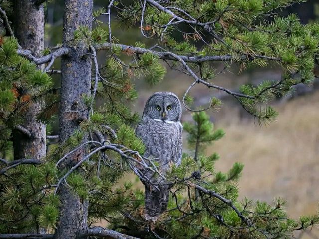 Into the Wild: Hiking the Fairy Falls Trail at Yellowstone