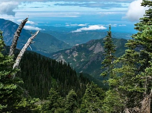 Exploring the Enchanted Forest: Hiking the Hoh Rain Forest Trail