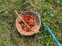 Pick your own strawberries in La Trinidad's Strawberry Farm