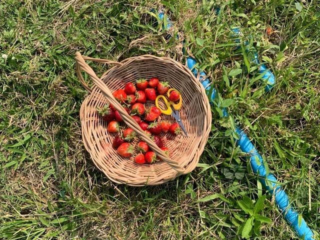 Pick your own strawberries in La Trinidad's Strawberry Farm
