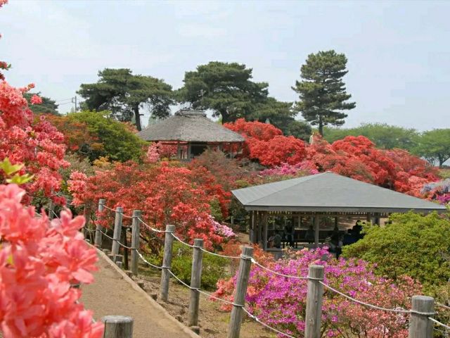 Tsutsujigaoka Park – Tokyo’s Springtime Bloom Spot