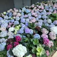 สวนทิวลิป Miracle of Natural ระยอง 