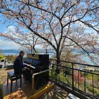 Kasamatsu Park: Cherry Blossoms and Heavenly Views