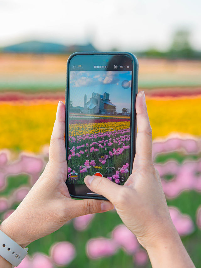 Kamiyubetsu Tulip Park สวนทิวลิปที่สวยสุดในญี่ปุ่น