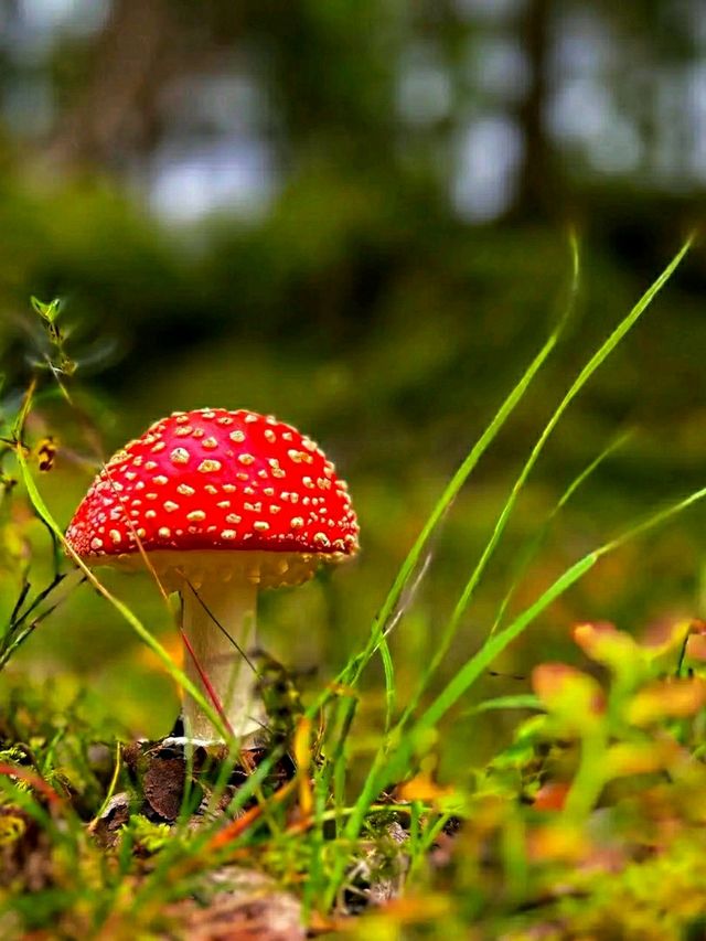 #AncientWhispers – A Moment in Tyresta National Park