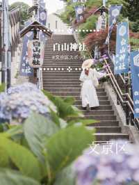 【文京区】あじさい都内スポット名所の１つ！白山神社のあじさい祭り開催