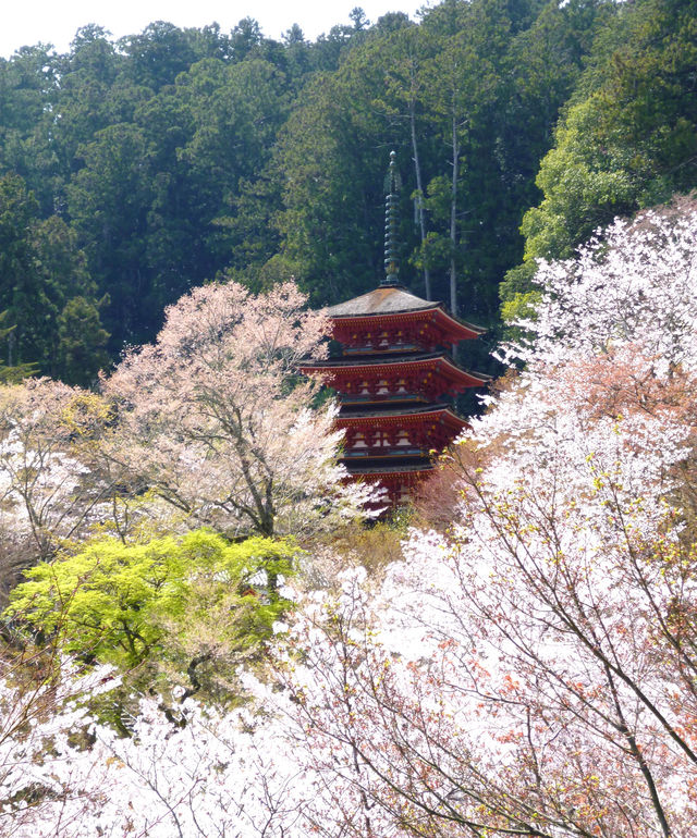 花の御寺 総本山 長谷寺 