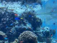 【美ら海水族館｜海の神秘に包まれる沖縄の人気スポット】 世界に誇る！ジンベエザメとマンタが泳ぐ大水槽に感動