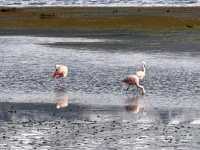 Lauca National Park – Wild Beauty at the Top of the World