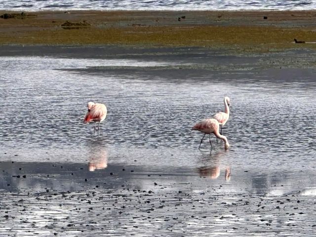 Lauca National Park – Wild Beauty at the Top of the World
