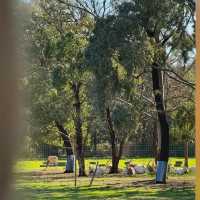 Werribee Zoo | An African Safari Experience in Melbourne! 🦒🛻🌍 