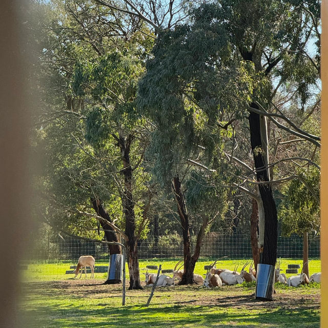 Werribee Zoo | An African Safari Experience in Melbourne! 🦒🛻🌍 