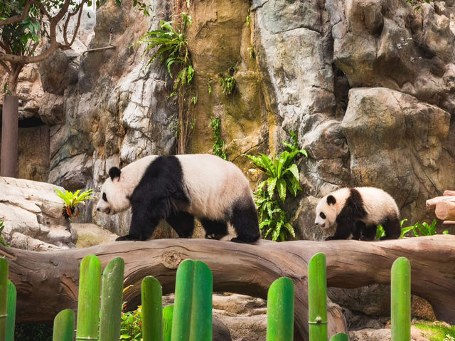 香港🇭🇰 海洋公園睇熊貓🐼