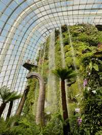 Cloud Forest Singapore🌴🦖