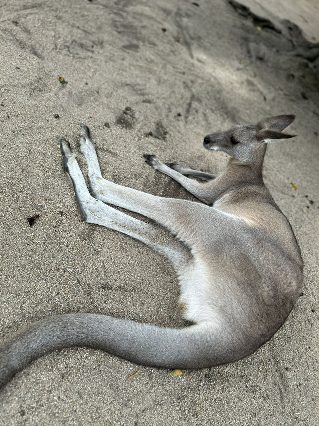 キュランダコアラガーデンズ🐨