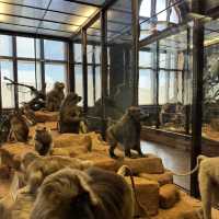 Great Summer Spot for Kids | Vienna Natural History Museum 🦕🔬🌿