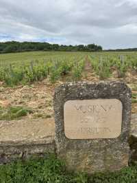 Burgundy for Wine Lovers: A Journey Through France’s Most Precious Vineyards