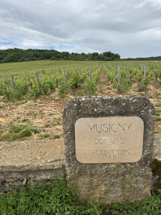 Burgundy for Wine Lovers: A Journey Through France’s Most Precious Vineyards