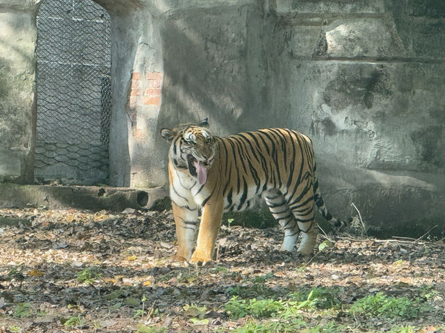性價比超高的動物園