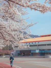 러너들에게 동화같은 벚꽃 트랙 명소“우슬체육관”