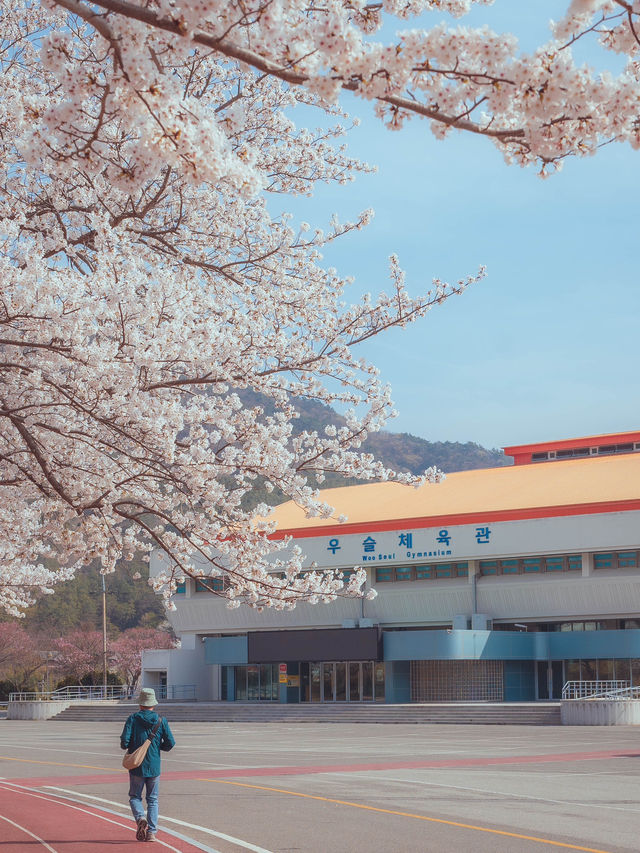 러너들에게 동화같은 벚꽃 트랙 명소“우슬체육관”