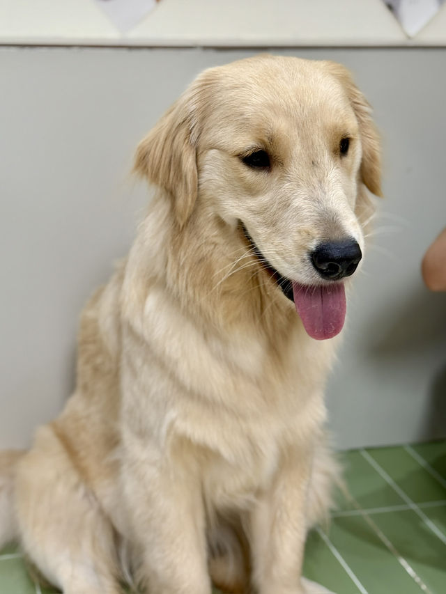 深圳必去貓狗天堂🐶🐱｜300㎡超萌「抱抱小狗」Cafe！