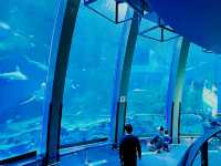 橫濱🇯🇵 八景島水族館