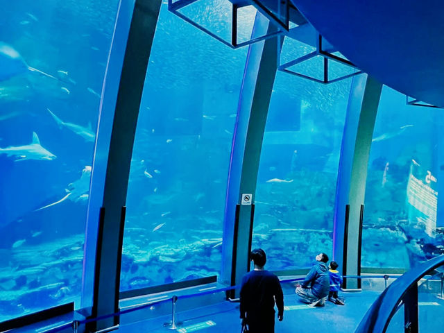 橫濱🇯🇵 八景島水族館