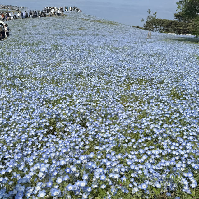 一生に一度はみたい✨️ネモフィラの絶景