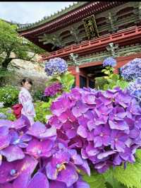 〜茨城県〜関東最大！涼を感じる絶景あじさいスポット!