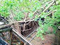 Anping Tree House ประวัติศาสตร์กับธรรมชาติ✨️