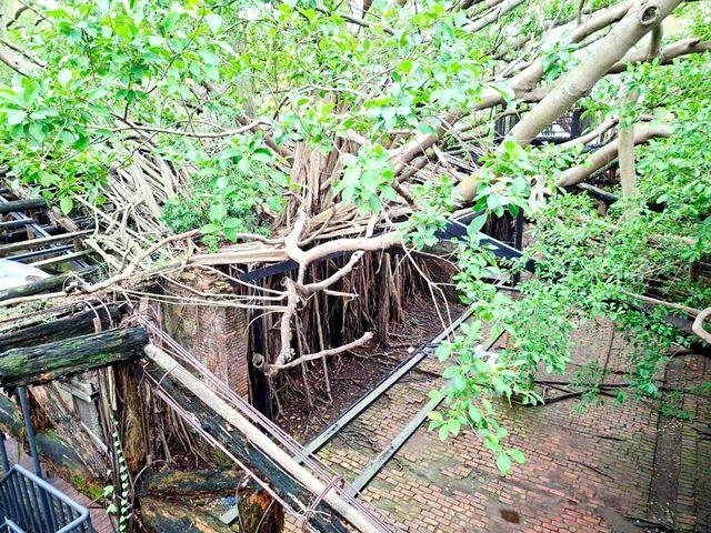 Anping Tree House ประวัติศาสตร์กับธรรมชาติ✨️