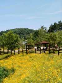 둑방 꽃길의 환상 데이트 코스
