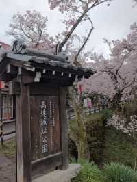 🌸長野・高遠城址公園｜「天下第一の桜」と称される絶景の桜名所