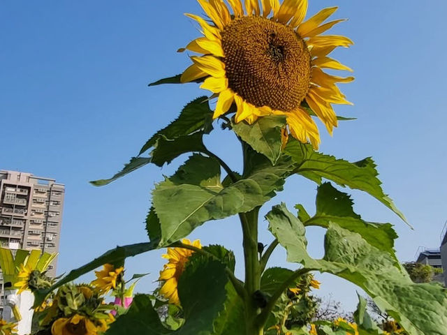 台中清水區公所向日葵花海