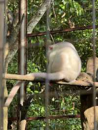 Uluwatu Temple: Stunning Views & Sneaky Monkeys!🐒