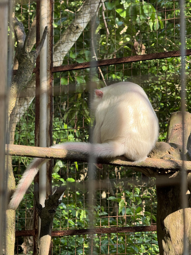 Uluwatu Temple: Stunning Views & Sneaky Monkeys!🐒