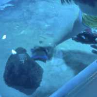 海の中にある珍しい水族館が楽しい！