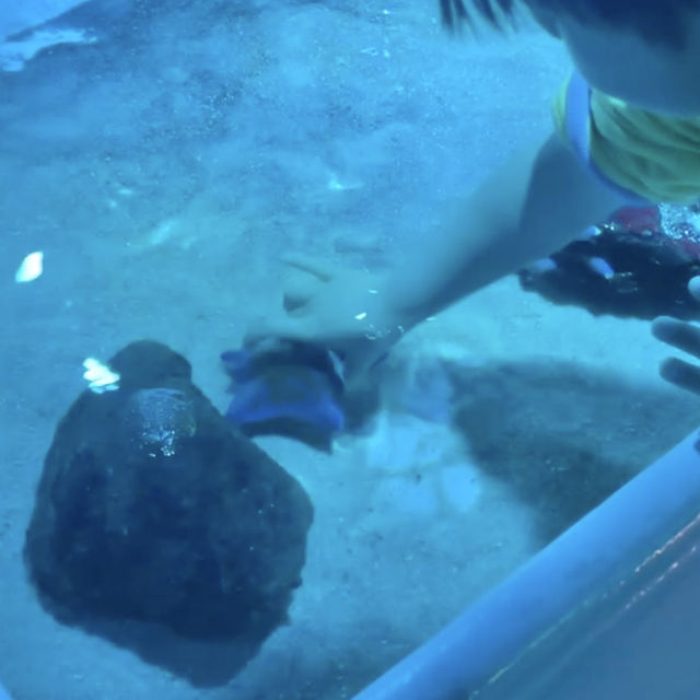 海の中にある珍しい水族館が楽しい！