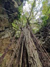 【太古の森で癒しの冒険】神秘の洞窟と森が広がる「ガンガラーの谷」