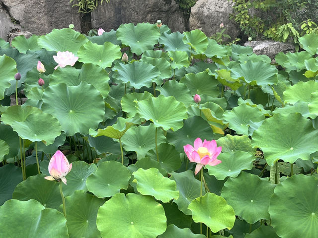 🌿☀️ Slow down and soak up the vibes at Chengdu People’s Park 人民公园