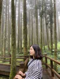 阿里山森林🌳被芬多精環繞的感覺真好！