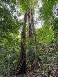 Jungle Feels & Waterfall, Khao Yai is a Nature Win