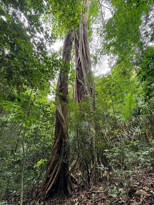 Jungle Feels & Waterfall, Khao Yai is a Nature Win