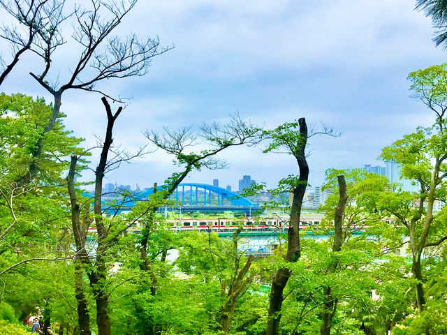 【田園調布から多摩川へ行き紫陽花、多摩川台古墳群、亀甲山古墳、多摩川浅間神社】