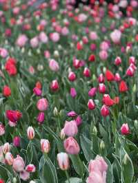 Best Park for Tulips in Hangzhou