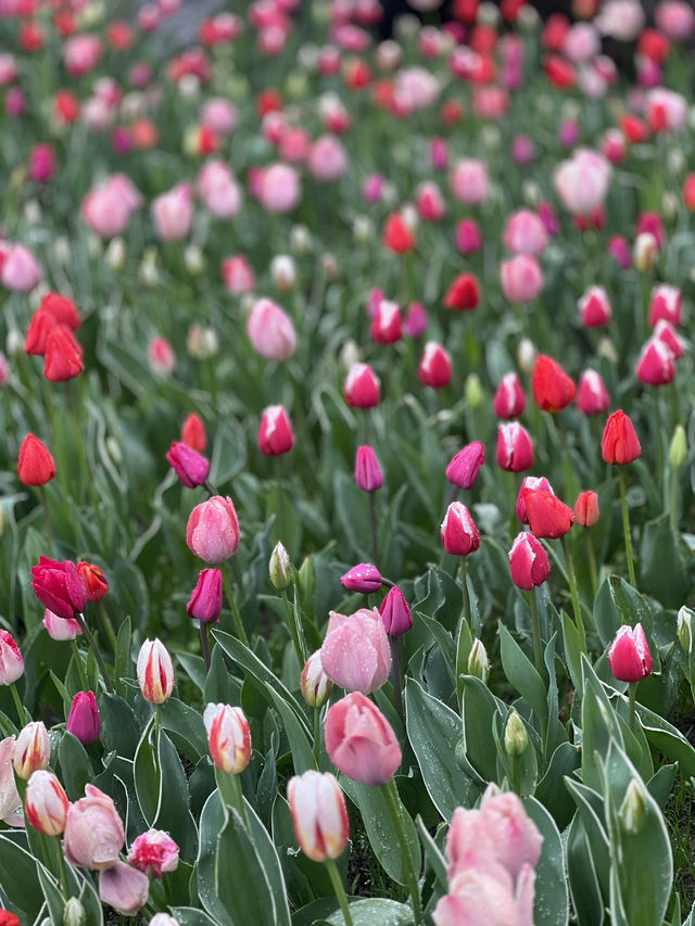 Best Park for Tulips in Hangzhou