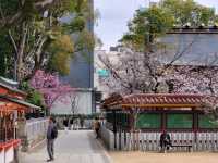 神戶鬧區內的櫻花秘境/生田神社
