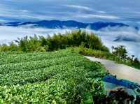 雲嘉連峰縱走巡禮～看茶園賞雲海及鐵道